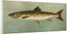 The Ouananiche or Winninish, Salmo salar ouananiche by J. L. Petrie