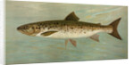 The Ouananiche or Winninish, Salmo salar ouananiche by J. L. Petrie