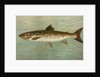 The Ouananiche or Winninish, Salmo salar ouananiche by J. L. Petrie