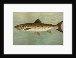 The Ouananiche or Winninish, Salmo salar ouananiche by J. L. Petrie