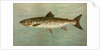 The Ouananiche or Winninish, Salmo salar ouananiche by J. L. Petrie