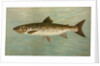 The Ouananiche or Winninish, Salmo salar ouananiche by J. L. Petrie