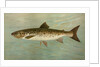 The Ouananiche or Winninish, Salmo salar ouananiche by J. L. Petrie