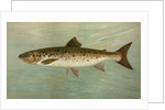 The Ouananiche or Winninish, Salmo salar ouananiche by J. L. Petrie