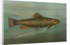 The Brown or German Trout, Salmo fario by J. L. Petrie