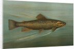The Brown or German Trout, Salmo fario by J. L. Petrie