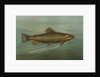 The Brown or German Trout, Salmo fario by J. L. Petrie