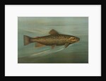 The Brown or German Trout, Salmo fario by J. L. Petrie