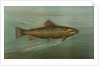 The Brown or German Trout, Salmo fario by J. L. Petrie