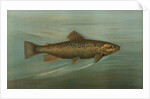 The Brown or German Trout, Salmo fario by J. L. Petrie