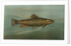 The Brown or German Trout, Salmo fario by J. L. Petrie