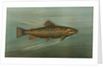 The Brown or German Trout, Salmo fario by J. L. Petrie