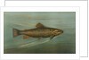 The Brown or German Trout, Salmo fario by J. L. Petrie