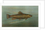 The Brown or German Trout, Salmo fario by J. L. Petrie
