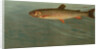 The Rocky Mountain Trout, Salmo mykiss by J. L. Petrie