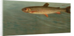The Rocky Mountain Trout, Salmo mykiss by J. L. Petrie
