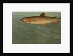 The Rocky Mountain Trout, Salmo mykiss by J. L. Petrie