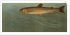 The Rocky Mountain Trout, Salmo mykiss by J. L. Petrie