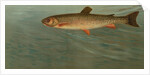 The Rocky Mountain Trout, Salmo mykiss by J. L. Petrie