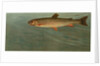 The Rocky Mountain Trout, Salmo mykiss by J. L. Petrie