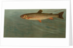 The Rocky Mountain Trout, Salmo mykiss by J. L. Petrie