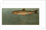 The Rocky Mountain Trout, Salmo mykiss by J. L. Petrie