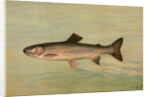 The Kern River Trout, Salmo irideus gilberti by J. L. Petrie