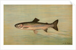 The Kern River Trout, Salmo irideus gilberti by J. L. Petrie
