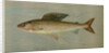 The Michigan Grayling, Thymallus ontariensis by J. L. Petrie