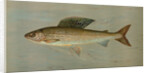 The Michigan Grayling, Thymallus ontariensis by J. L. Petrie
