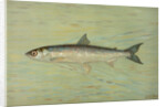The Cisco of Lake Geneva, Wis., Argyrocomus artedi sisco by J. L. Petrie