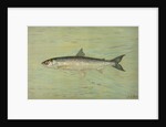 The Cisco of Lake Geneva, Wis., Argyrocomus artedi sisco by J. L. Petrie