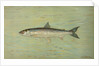 The Cisco of Lake Geneva, Wis., Argyrocomus artedi sisco by J. L. Petrie