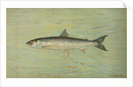 The Cisco of Lake Geneva, Wis., Argyrocomus artedi sisco by J. L. Petrie