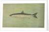 The Cisco of Lake Geneva, Wis., Argyrocomus artedi sisco by J. L. Petrie