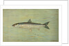 The Cisco of Lake Geneva, Wis., Argyrocomus artedi sisco by J. L. Petrie