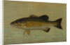 The Small-Mouthed Black Bass, Micropterus dolomieu by J. L. Petrie