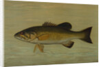 The Small-Mouthed Black Bass, Micropterus dolomieu by J. L. Petrie