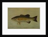 The Small-Mouthed Black Bass, Micropterus dolomieu by J. L. Petrie