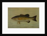 The Small-Mouthed Black Bass, Micropterus dolomieu by J. L. Petrie