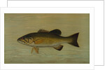 The Small-Mouthed Black Bass, Micropterus dolomieu by J. L. Petrie