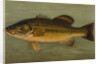 The Large-Mouthed Black Bass, Micropterus salmoides by J. L. Petrie
