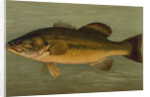 The Large-Mouthed Black Bass, Micropterus salmoides by J. L. Petrie