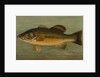 The Large-Mouthed Black Bass, Micropterus salmoides by J. L. Petrie