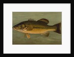 The Large-Mouthed Black Bass, Micropterus salmoides by J. L. Petrie