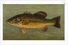 The Large-Mouthed Black Bass, Micropterus salmoides by J. L. Petrie
