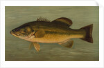The Large-Mouthed Black Bass, Micropterus salmoides by J. L. Petrie