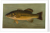 The Large-Mouthed Black Bass, Micropterus salmoides by J. L. Petrie