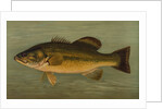 The Large-Mouthed Black Bass, Micropterus salmoides by J. L. Petrie
