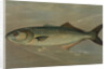The Bluefish, Pomatomus saltatrix by J. L. Petrie